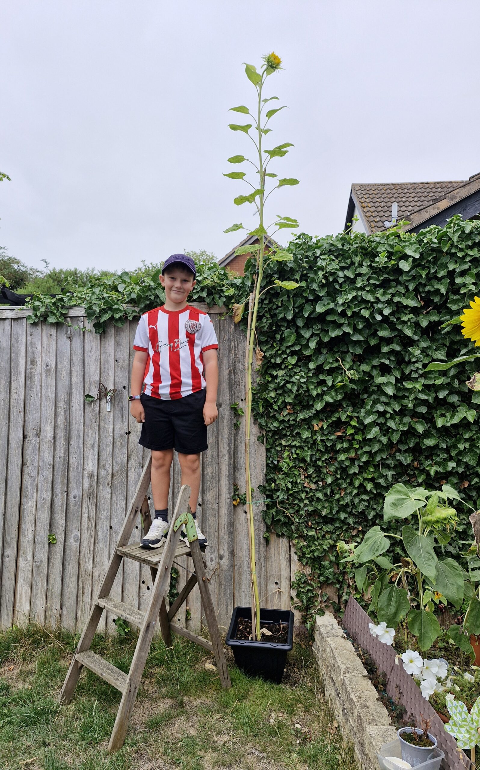 Reaching for the sun