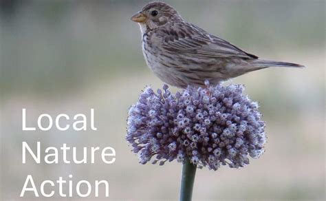 Local Nature Action Plan