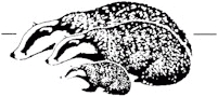/wp-content/uploads/news/Philip's upload folder - images/badgers (2).jpg