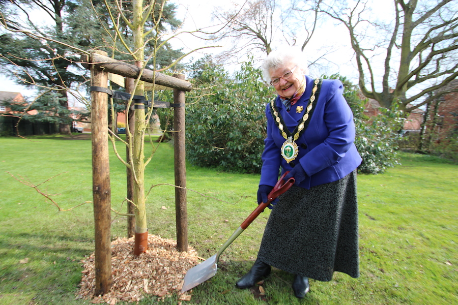 Replacement trees arrive